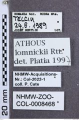 Etiketten zu Athous lomnickii (Reitter, 1905) (NHMW-ZOO-COL-0008468)